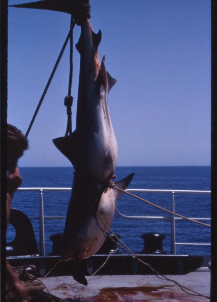 Haj fiske (8) [800x600].jpg